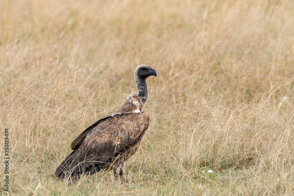 A white backed vulture circling around a carcass on the ground in the plains of Masai Mara National Reserve during a wildlife safari A white backed vulture circling around a carcass on the ground in the plains of Masai Mara National Reserve during a wildlife safari