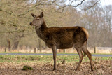 fallow deer in the forest