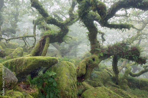Wistmans wood Dartmoor National Park Devon Uk