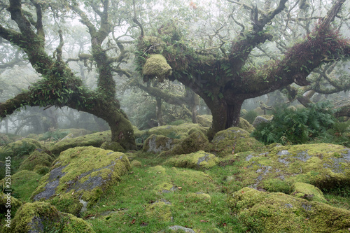 Wistmans wood Dartmoor National Park Devon Uk