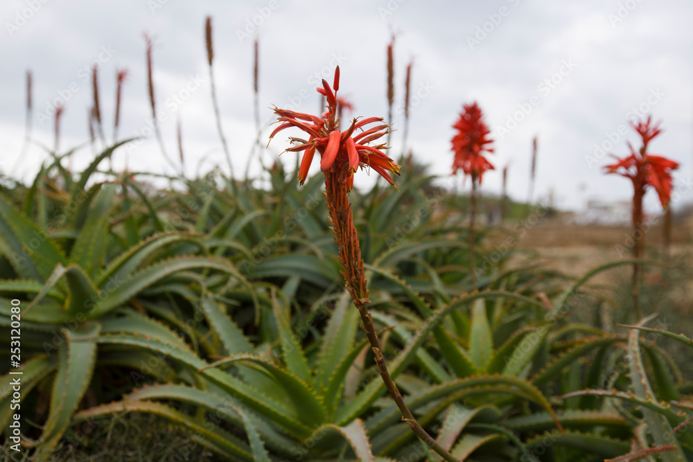 A red aloe flower growing among green leaves. A red aloe flower growing among green leaves.