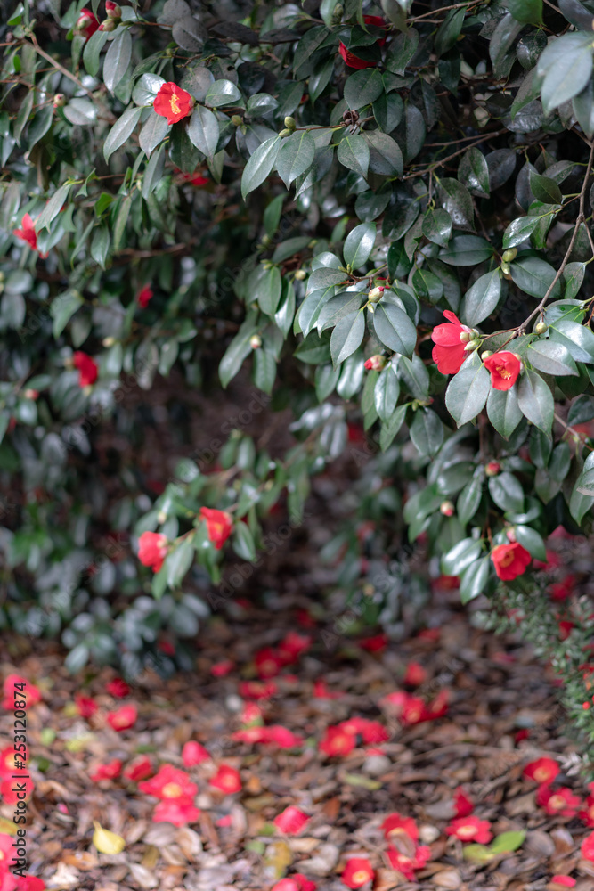 Obraz premium red berries on tree