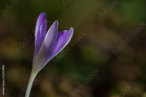 Springtime, close up of saffron flowers on natural backgroung © Bettapoggi