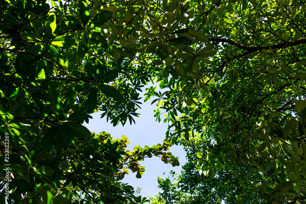 Fototapeta premium Background of nature