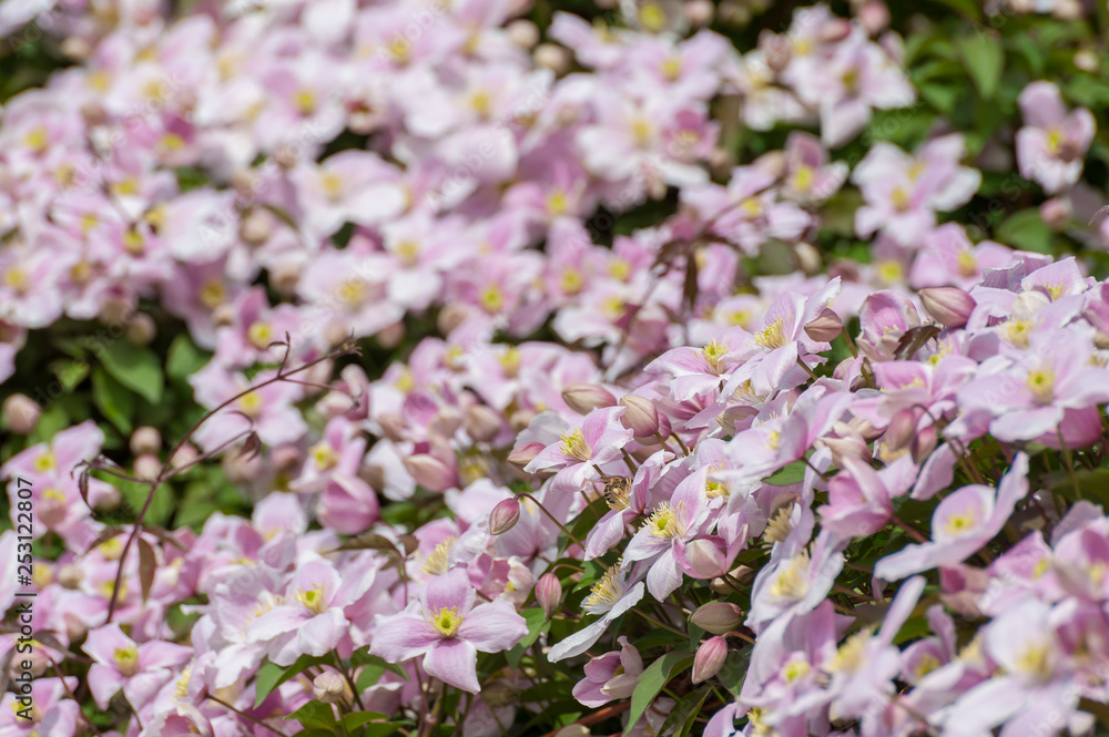 Soft background with flowers