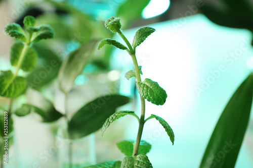 Green plant on blurred background, closeup. Biological chemistry