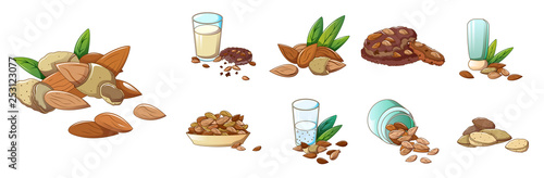 Almond icons set. Cartoon set of almond vector icons for web design