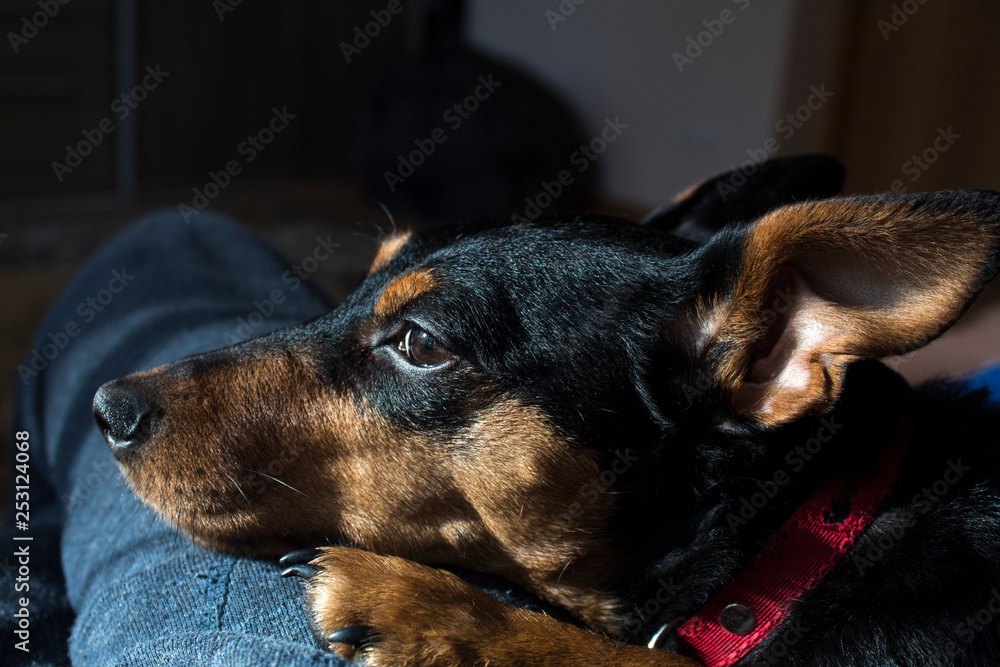 portrait of a dog portrait of a dog