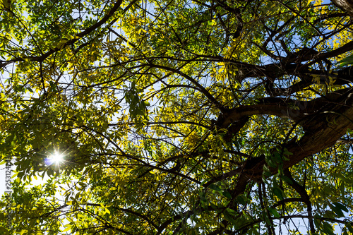 Background of nature