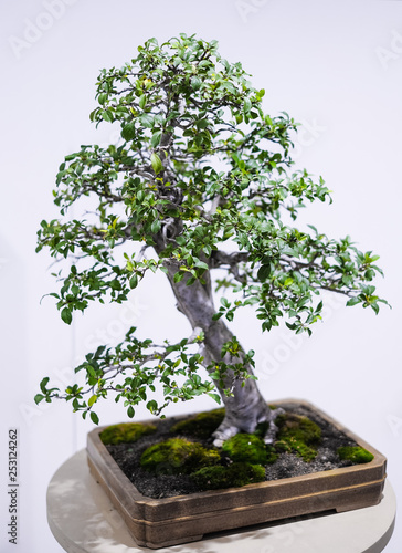 Small bonsai tree in a pot