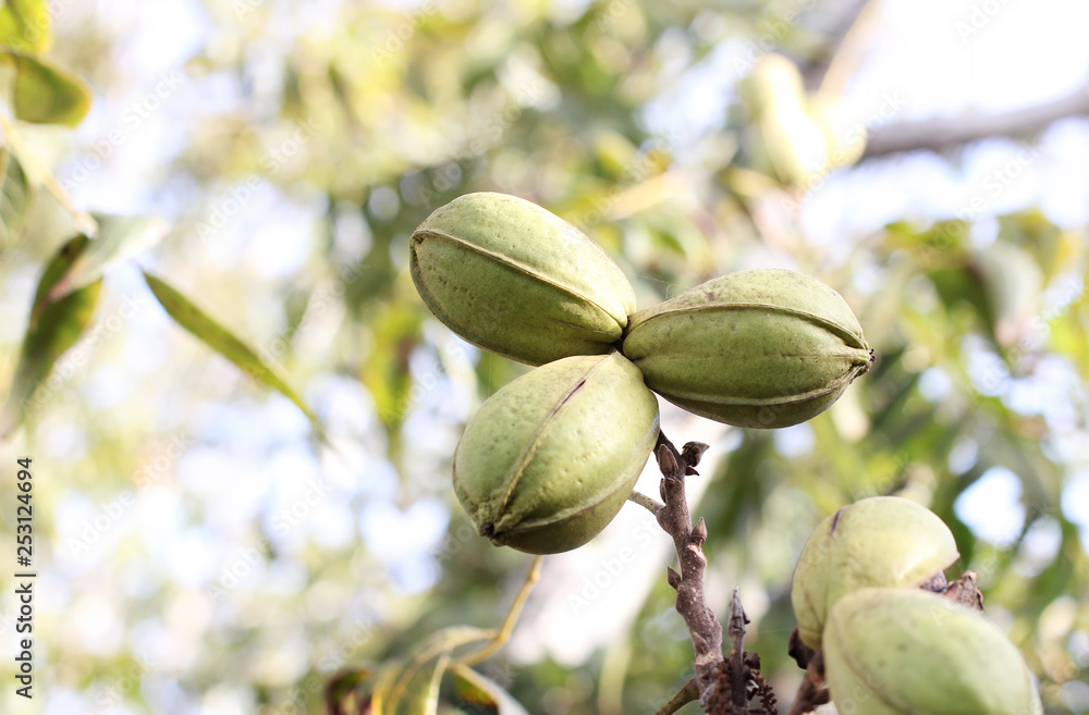 Pod of ripe pecan nuts in green shell on branch of tree