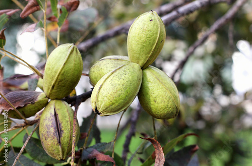 Pod of ripe pecan nuts on branch of tree. Harvesting time in the garden