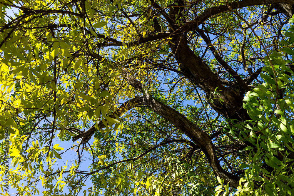 Fototapeta premium Background of nature