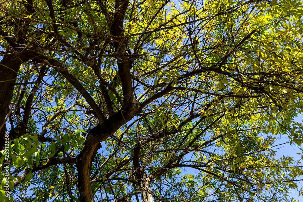 Obraz premium Background of nature