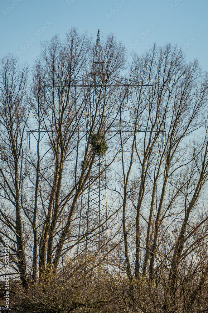 Fototapeta premium Strommasten hinter Baum