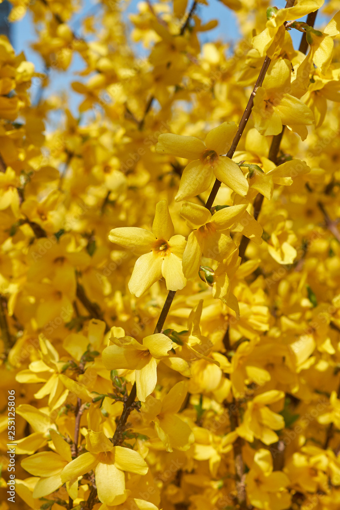 Obraz premium Forsythia