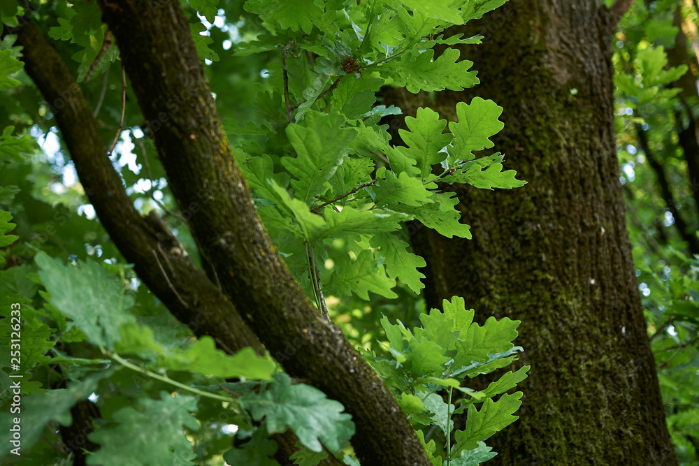 Fototapeta premium Quercus robur fastigiata