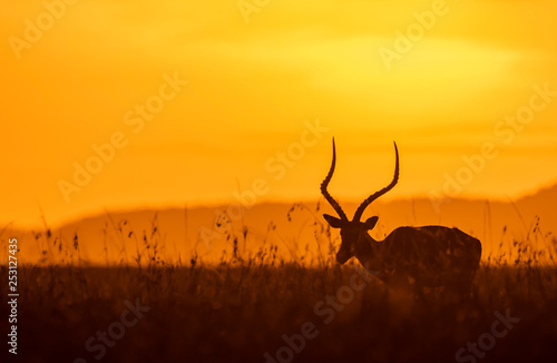 A male impala standing with confidence in the plains of mara inside Masai Mara national park during a wildlife safari