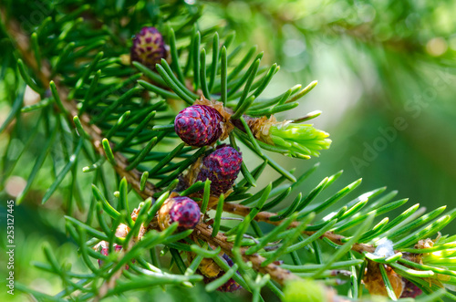 fir tree branch with purple cones