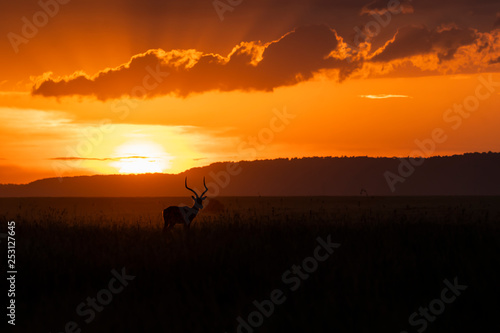 A male impala standing with confidence in the plains of mara inside Masai Mara national park during a wildlife safari