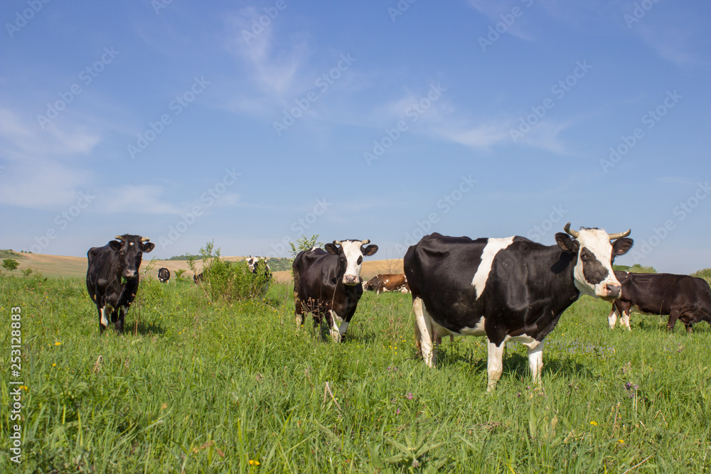 a herd of cows in the pasture,Black and white cows on farmland