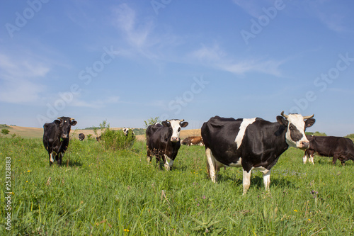 a herd of cows in the pasture,Black and white cows on farmland
