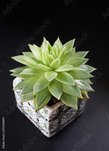 Sukkulenten im Topf mit  maurischem Dekor - succulents photo