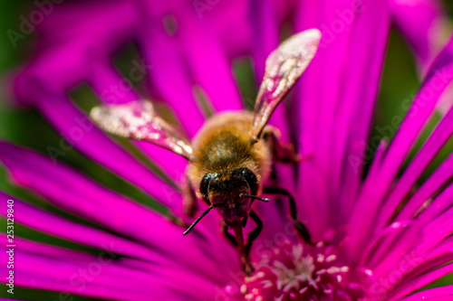 Nahaufnahme einer Biene auf einer pinkfarbenen Mittagsblume (delosperma)  © Ina
