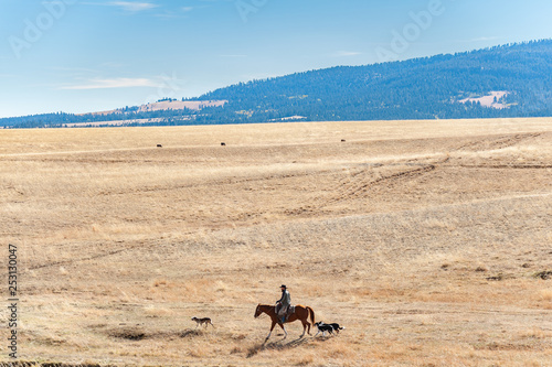 Cowboy rides horse over Montana prairie
