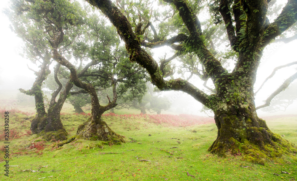 Fototapeta premium Old cedar tree in Fanal forest - Madeira island. Portugal.