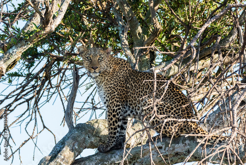 A leopard sitting on top of a tree in the plains of africa inside Masai Mara National reserve during a wildlife safari