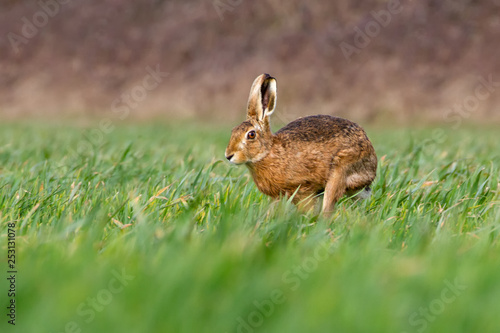 European Brown Hare (Lepus europaeus) in summer farmland setting © Ian Sherriffs