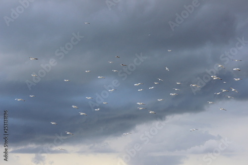 Möwen vor Wolken