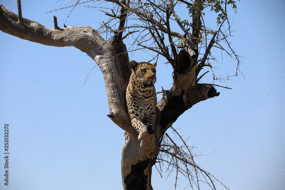 Obraz premium Leopard in a tree