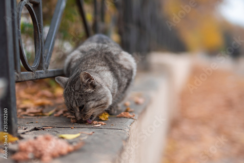 Grey stray cat eating food outdoors in park of Odessa