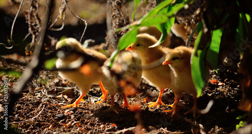 Little chicks of several days old among green leaves