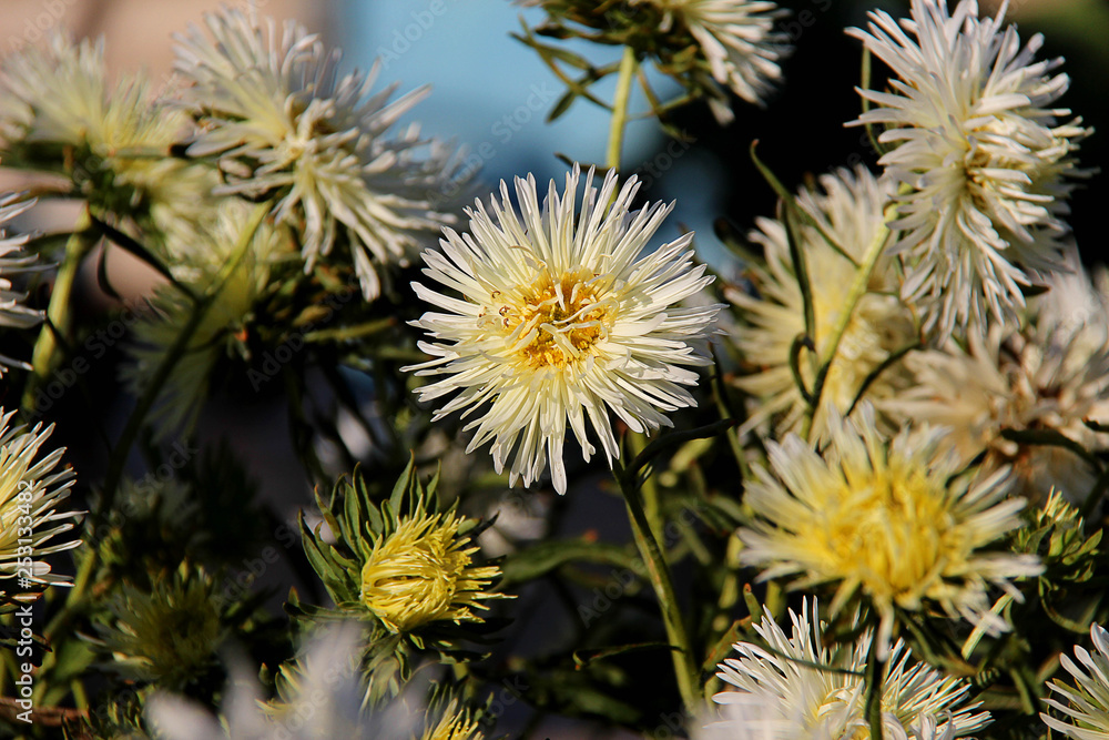 Flowering asters in the summer garden. Blooming white asters, close-up. Flowering asters in the summer garden. Blooming white asters, close-up.