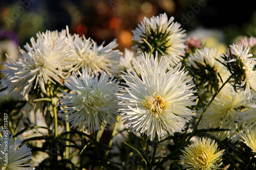Flowering asters in the summer garden. Blooming white asters  close-up.
