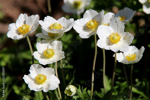 Fototapet White anemone flowers