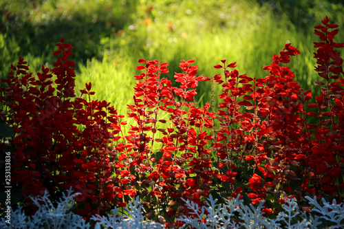 Salvia splendens (Scarlet Sage or Tropical Sage). Red flowers on green sunny background. Scarlet sage, plant variety salvia divinorum, bright red flowers in full bloom in a flowerbed ground.