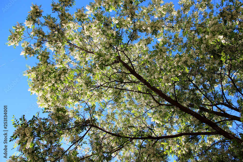 White flowers of Robinia pseudoacacia in spring. Abundant flowering acacia branch of Robinia pseudoacacia, false acacia, black locust closeup. Source of nectar for tender but fragrant honey.