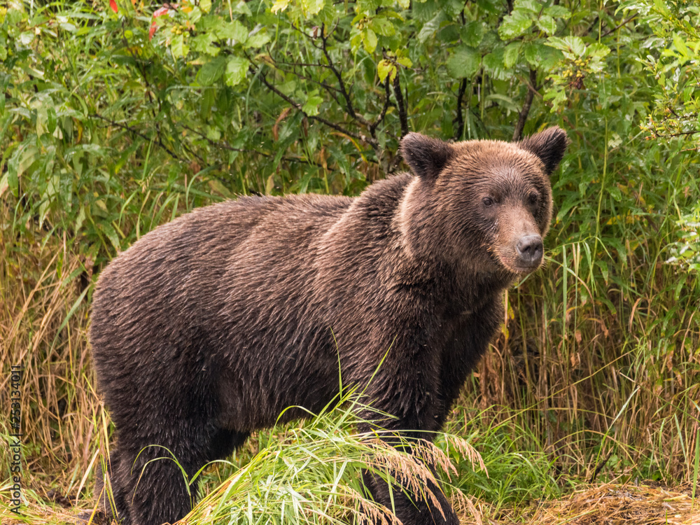 Handsome Grizzly