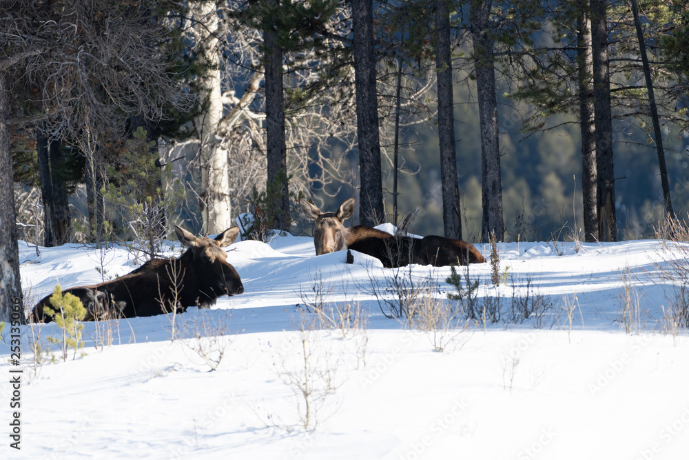 Moose in Yellowstone Park