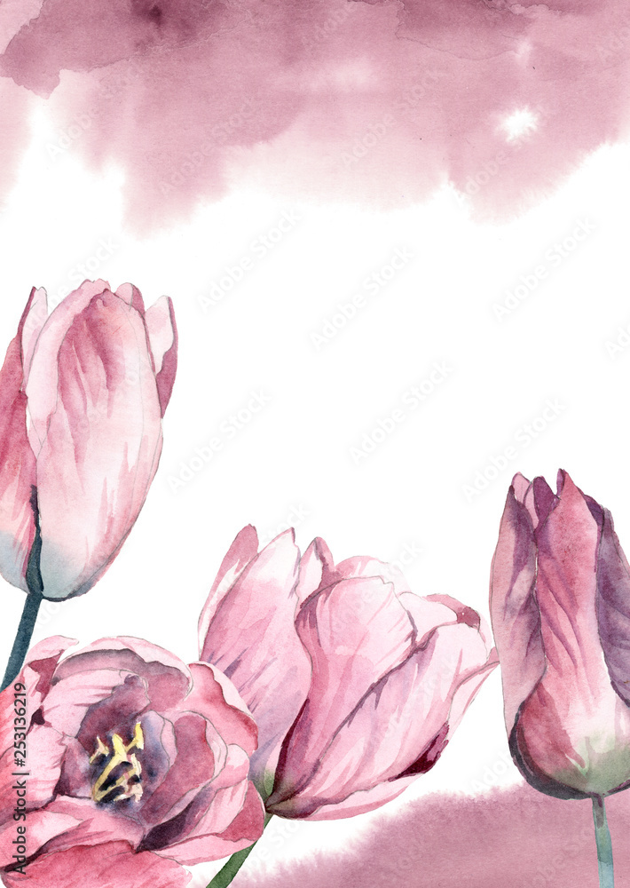 Fototapeta watercolor pink tulips with rose paint splash on white background for greetings card