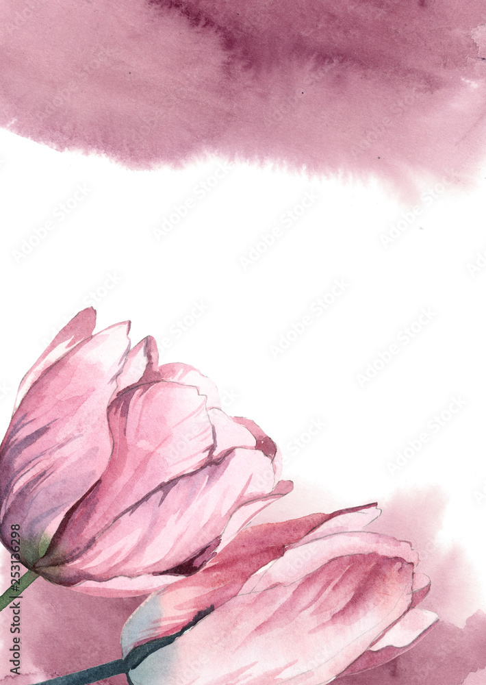 watercolor pink tulips with rose paint splash on white background for greetings card