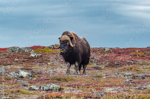 Musk Ox Defends Tundra Turf