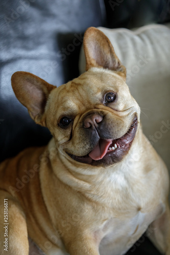 Playful Frenchie sitting on couch and posing. Young male French Bulldog looking at the camera with a smiley face and tilted head. © Yuval Helfman