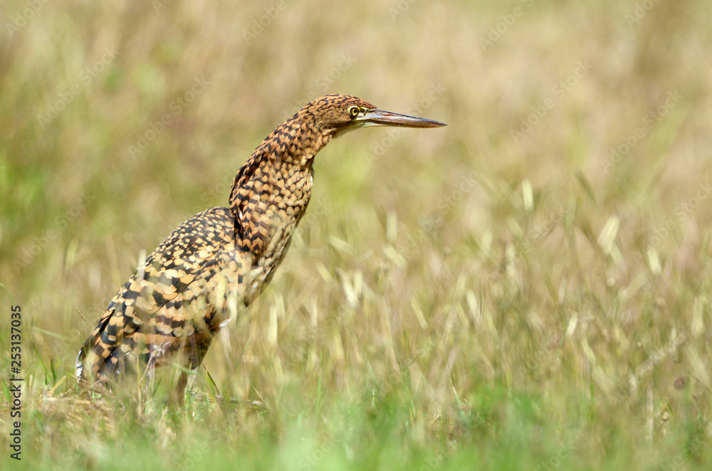 Rufescent Tiger Heron in Tall Grass, Tigrisoma Lineatum. Panama, Central America Rufescent Tiger Heron in Tall Grass, Tigrisoma Lineatum. Panama, Central America