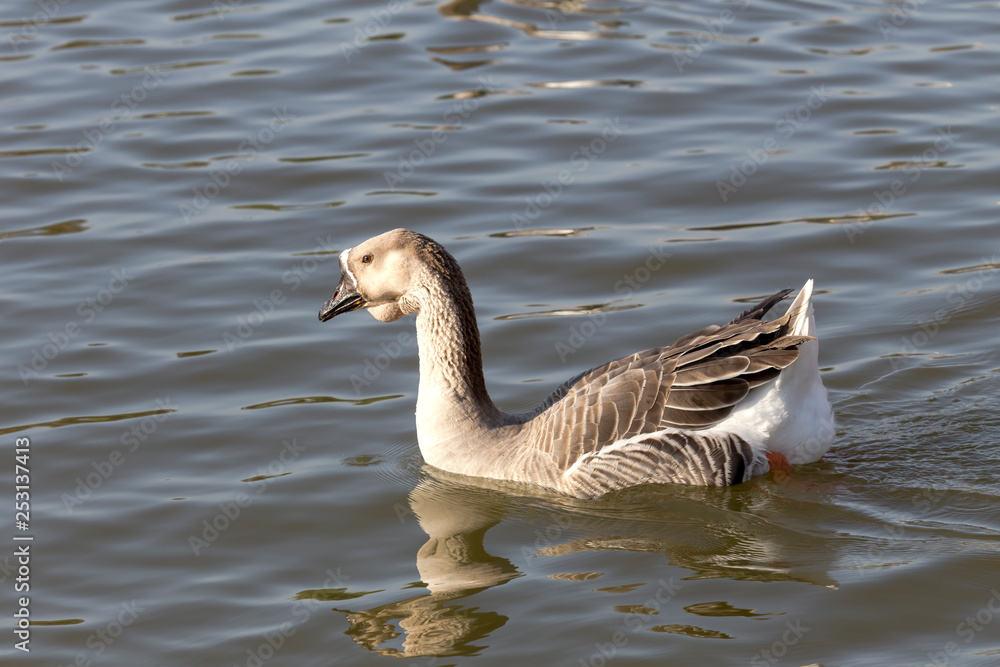 The floating gray goose close-up The floating gray goose close-up