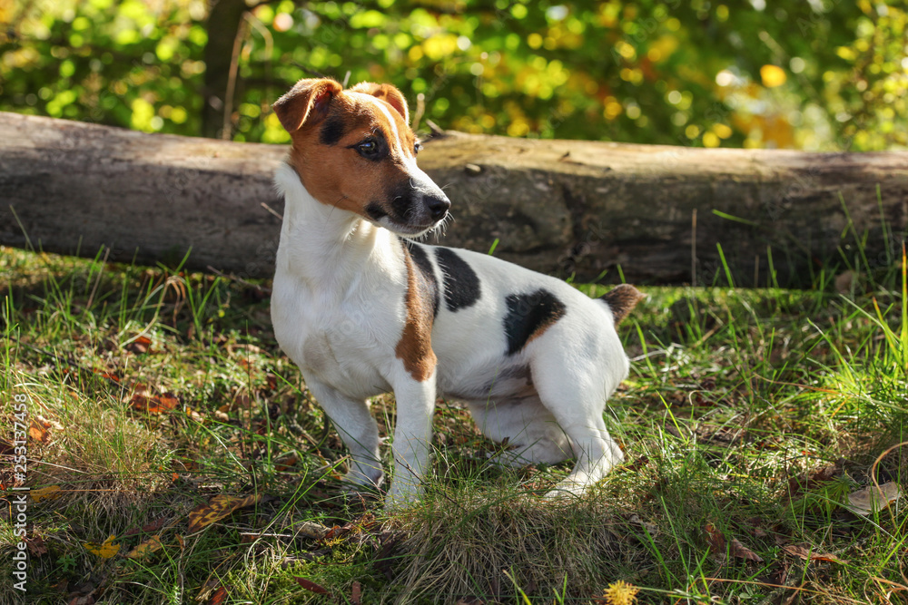 Small Jack Russell terrier standing in low forest grass, sun shining on her head